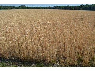 Property photo 40 - 108 +/- Acres Offered in 2 Tracts - Land Auction